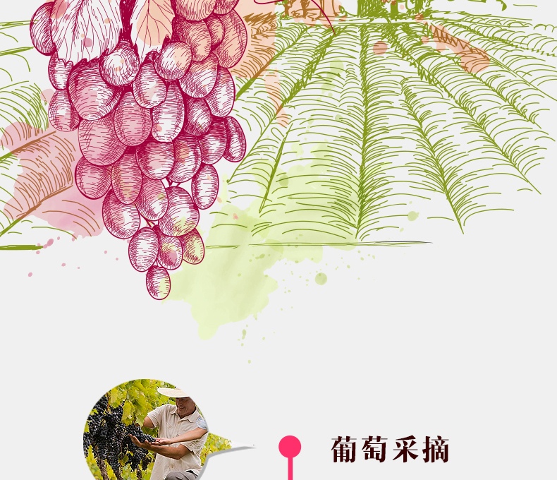 保罗玛斯美乐干红葡萄酒整箱6瓶红酒.jpg