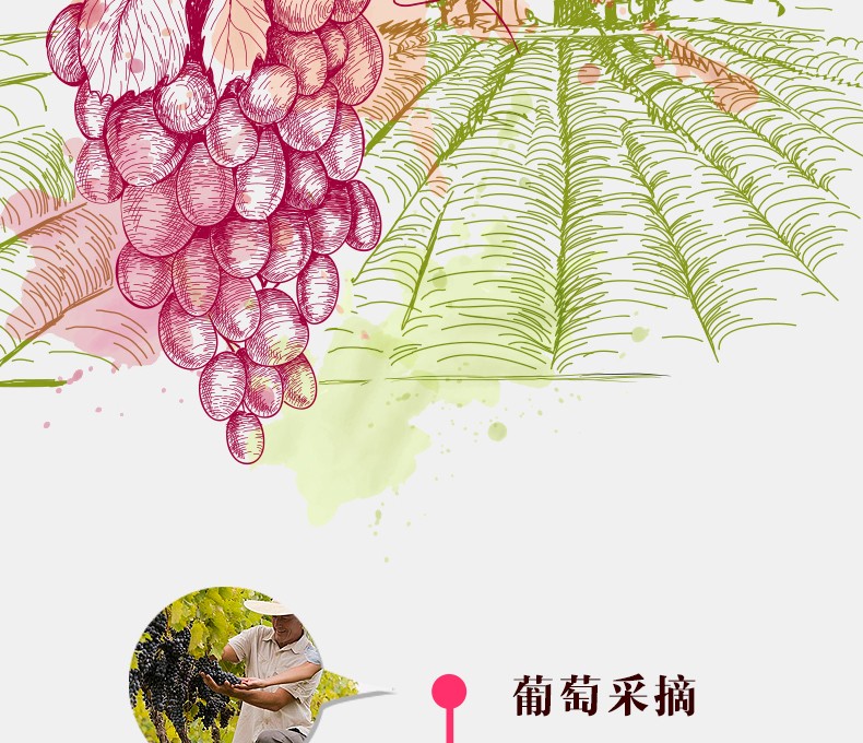 法国保罗玛斯原装进口干红葡萄酒 美乐整箱.jpg