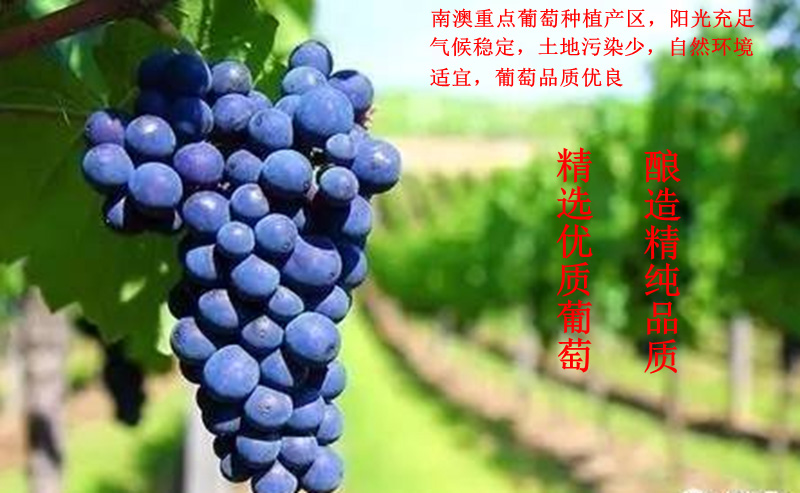 奔富克鲁斯纪念版葡萄酒红酒750ml.jpg
