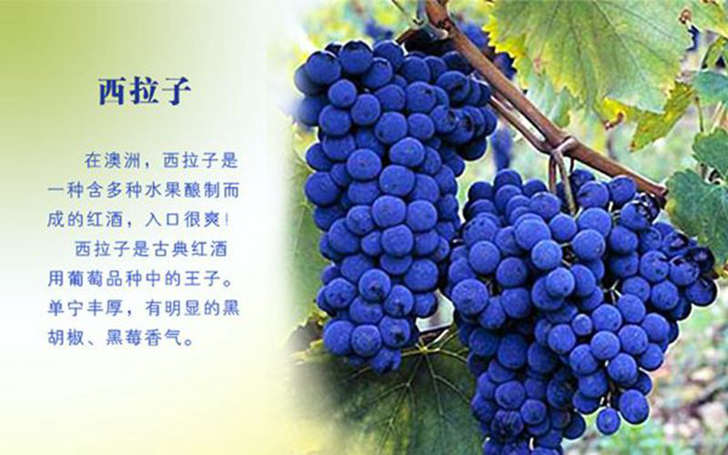 奔富克鲁斯纪念版葡萄酒红酒750mljpg