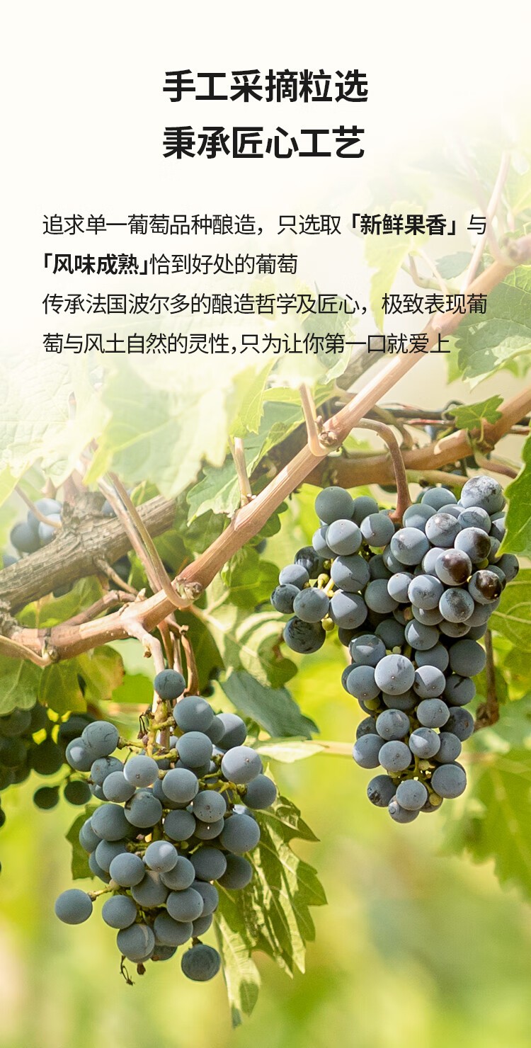 西鸽N28赤霞珠干红葡萄酒14度187ml*6瓶/盒